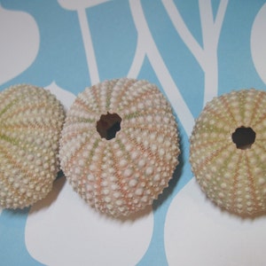 3 Mini Sea Urchins Light Pink and Green