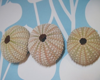 3 Mini Sea Urchins Light Pink and Green
