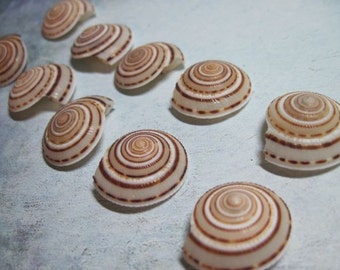 Sundial Shells  - Brown and white shells - mini round shells - Spiral Shells 3/4 - 7/8 inch Spirals