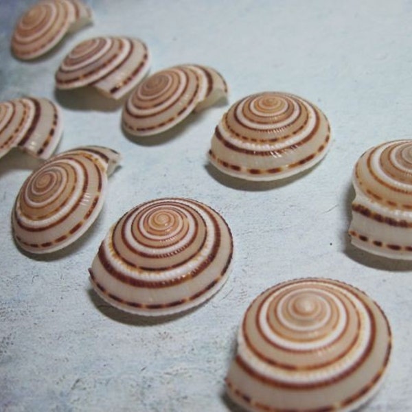 Sundial Shells  - Brown and white shells - mini round shells - Spiral Shells 3/4 - 7/8 inch Spirals