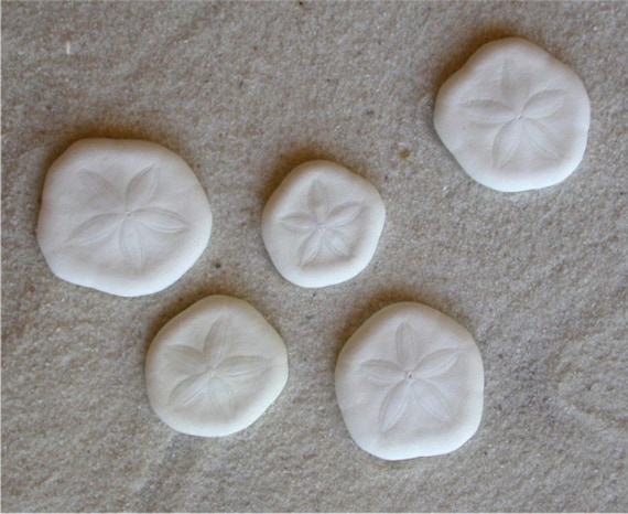 Mini Sandollar Sea Biscuits Sea Cookies Il_570xn