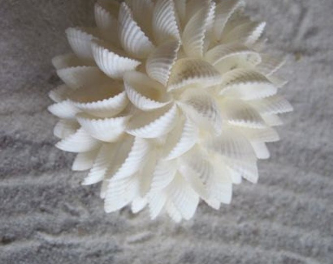 Shell Ball 4 Inch Clam Shell Balls White Shell Orb Beach Decor Beach