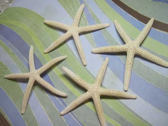4 White Starfish - Sea Stars - Fingerling Starfish - White Pencil Sea stars Il_570xn