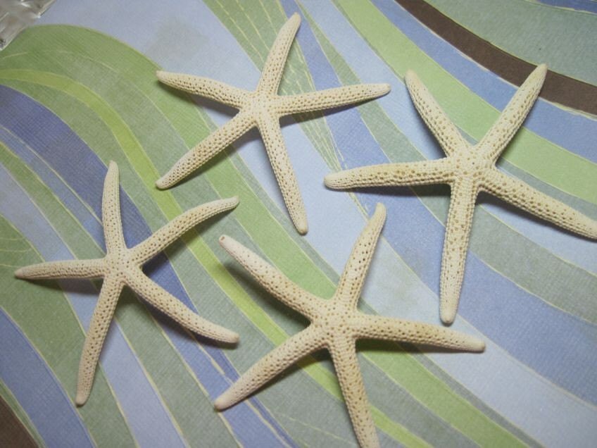 4 White Starfish - Sea Stars - Fingerling Starfish - White Pencil Sea stars