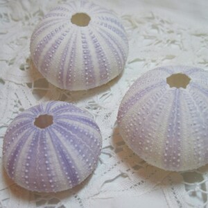 Lavender Sea Urchins: Beach Decor, Craft Supplies (Set of 3)