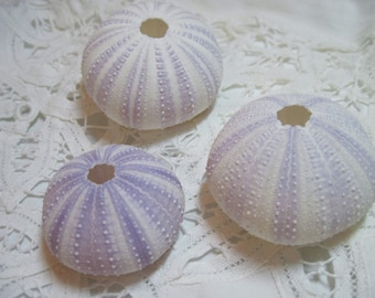 Beach Urchins - Lavender Sea Urchins  - White with Lavender