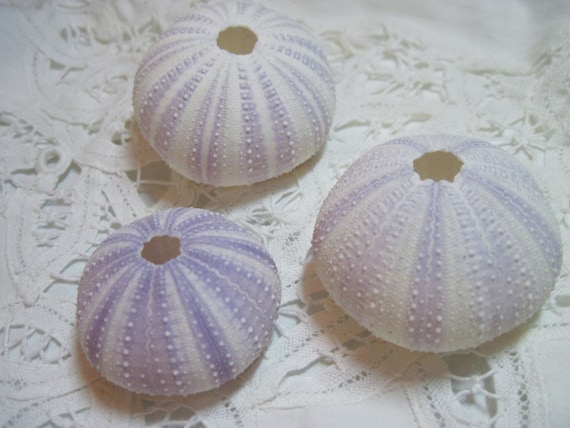 Beach Urchins - Lavender Sea Urchins - White with Lavender Il_570xn