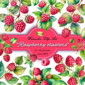 Watercolor Raspberry Clipart, berries in watercolor, PNG Elements, Botanical Illustration for Patterns, Frames, Invitations 21 PNG Elements