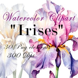 Watercolor iris clipart, floral png, iris flower digital, hand painted irises, watercolor botanical clipart, flower iris illustrations, Png