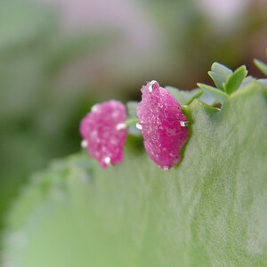 May include: A pair of raw ruby stud earrings. The earrings feature rough-cut, vibrant pink gemstones set on silver posts. The earrings are displayed on a green leaf, with a blurred green background.