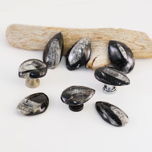 May include: A set of eight black and white fossilized ammonite cabinet knobs. The knobs are shaped like teardrops and have a polished finish. They are mounted on silver and bronze bases.