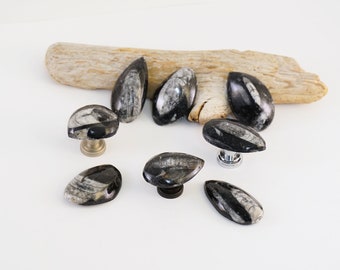 Set of 8 - Orthoceras Fossil Cabinet Knobs