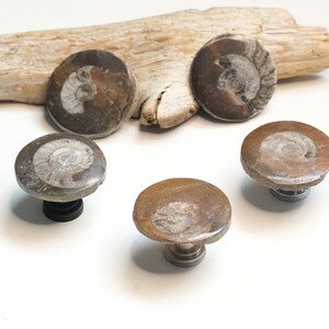 May include: Five fossilized ammonite cabinet knobs. The knobs are round with a spiral pattern in shades of brown and gray. They are mounted on black and silver hardware. A piece of driftwood rests in the background.