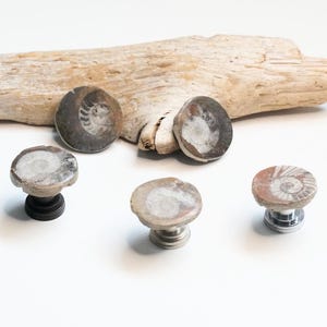 May include: Five fossil-themed cabinet knobs. The knobs feature a circular design with a spiral pattern, in shades of gray, brown, and white. They are mounted on black and silver hardware. A piece of driftwood rests in the background.