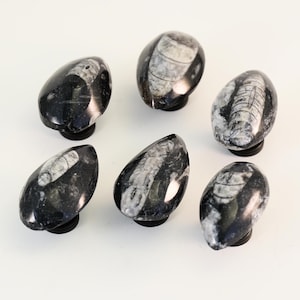 May include: Six black and white fossil stone cabinet knobs. Each knob has a unique pattern of white fossilized details against a dark background. The knobs are teardrop-shaped and mounted on black bases.