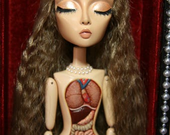 May include: A doll with long wavy brown hair, closed eyes, and a pearl necklace. The torso features a detailed anatomical illustration of internal organs, including lungs, heart, liver, and intestines, set against a deep red velvet background.