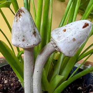 May include: Two ceramic mushroom sculptures with speckled white caps and brown accents, set amongst vibrant green plant stems and leaves. The mushrooms are planted in a terracotta pot, creating a whimsical, naturalistic display.