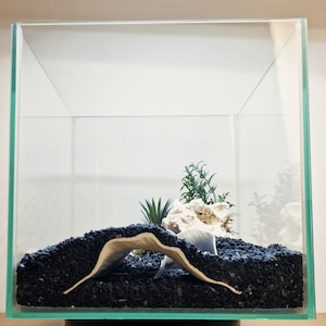Op de afbeelding: Een vierkant glazen aquarium met een basislaag van kleine zwarte steentjes. Een gebogen, lichtgekleurde keramische brugstructuur ligt bovenop het grind, vergezeld door een poreuze witte steen en kleine groene kunstplanten aan de achterkant.