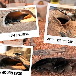 Riptide Cave by Aquireef3D featured in a terrarium setup with beetles exploring and inhabiting the 3D-printed structure. Ideal for aquarium and terrarium environments, this naturalistic cave offers shelter and enrichment for small creatures. Durable and designed for realistic bioactive habitats.