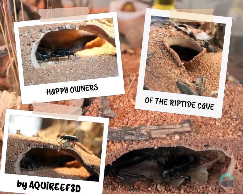 Riptide Cave by Aquireef3D featured in a terrarium setup with beetles exploring and inhabiting the 3D-printed structure. Ideal for aquarium and terrarium environments, this naturalistic cave offers shelter and enrichment for small creatures. Durable and designed for realistic bioactive habitats.