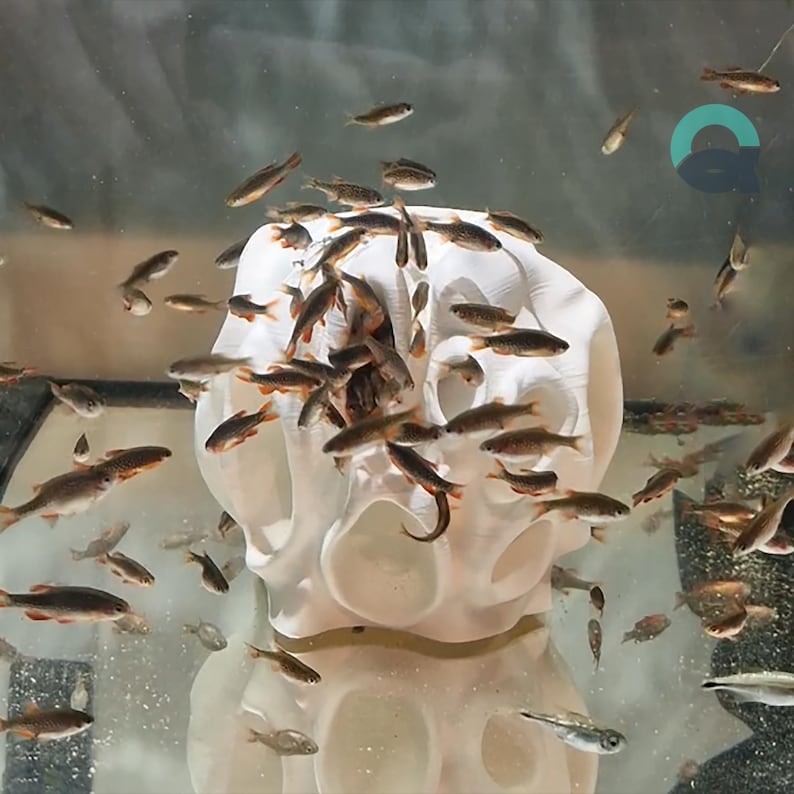 Underwater view of a 3D printed aquarium decoration by Aquireef3D, made from PETG or PLA material, featuring a unique porous design. Numerous small fish are swimming in and around the ornament, demonstrating its fish and shrimp safety, and suitability for reef tanks and aquatic environments.