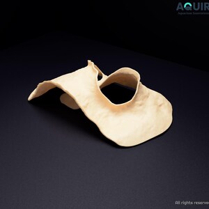 Op de afbeelding: Een beige, onregelmatig gevormd, gebogen aquariumaccessoire met een glad, mat oppervlak en een centrale ronde opening. Het object heeft organische, vloeiende randen en een holle, sculpturale vorm voor in het aquarium.