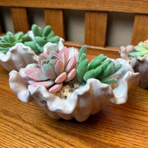 May include: A collection of small, decorative succulent plants in white, shell-shaped ceramic pots. The succulents feature green and pink-tinged leaves, set on a wooden surface. The pots are arranged in a row.
