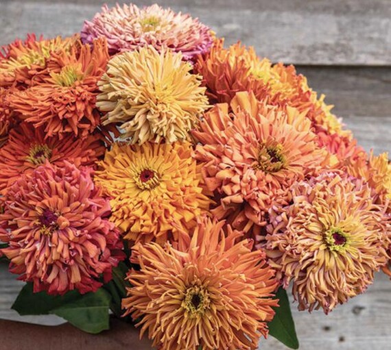 NEW 2025 Agave Zinnia, Two Tone Cactus Double Blooms - 25s