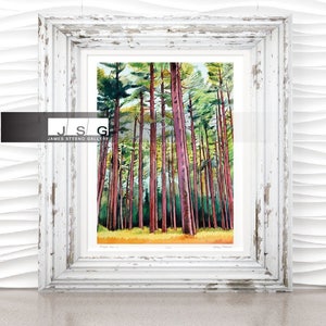 Pines No. 4 Watercolor Art Print by James Steeno (Pine Trees)