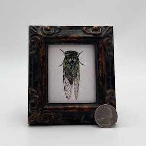 Impresión artística en miniatura de acuarela con marco de cigarra de James Steeno. Arte en miniatura, arte pequeño, arte diminuto, arte de jardín, arte de insectos.
