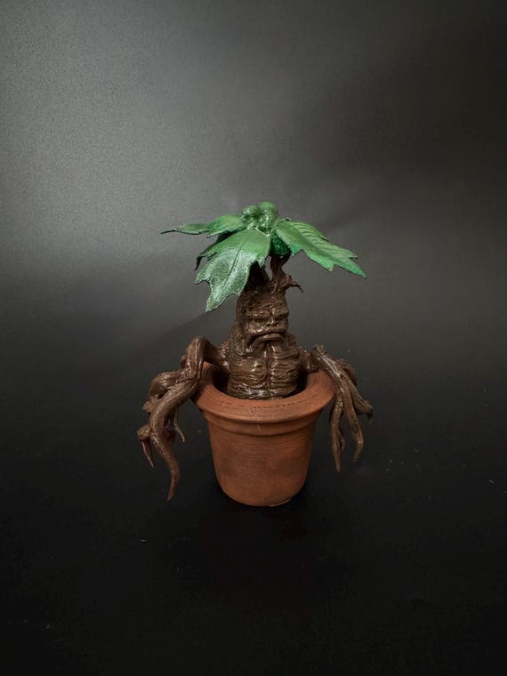 lundager plants Low Light Plant Bundle  Dahing Plants