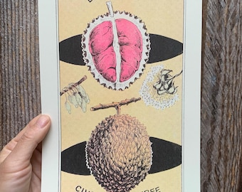 May include: A botanical print featuring a durian fruit, with a pink interior and spiky exterior, and a civet tree fruit. The print includes the words "DURIAN" and "CIVET TREE" in a vintage style.