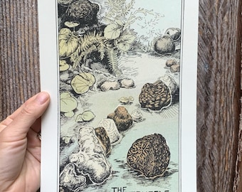 May include: An illustrated print featuring various types of truffles in a natural setting. The artwork is in a vintage style, with a color palette of greens, browns, and creams. The text "THE TRUFFLE" is at the bottom of the print.
