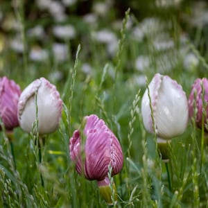 Può includere: Tulipani in ceramica di colore rosa e bianco sono disposti in un campo di erba verde. I tulipani sono un accento decorativo da giardino.