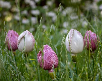 Keramische handgemaakte tulpenbloem