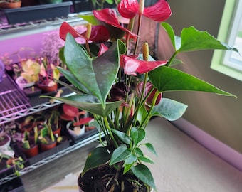 Scott Cohen Anthurium Antolakii (known as BVEP) X NSE Anthurium