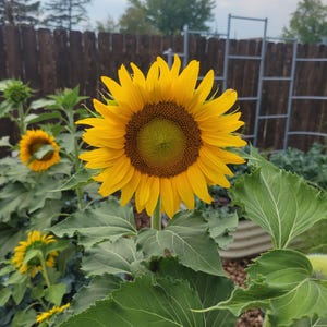May include: A bright yellow sunflower with a large, textured brown center and green, serrated leaves. The flower stands tall on a thick green stalk, surrounded by other smaller sunflower blooms and lush foliage in a garden setting.