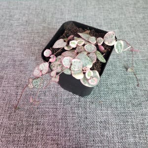 Variegated String of Hearts | Ceropegia woodii variegata | Live Plant | Small Plant | House Plant | Indoor Plant | Trailing Plant