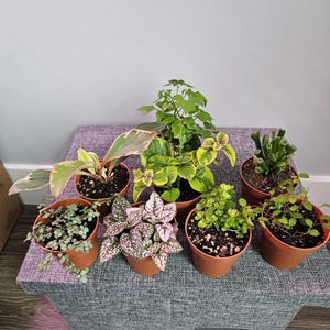 Mystery Plant Box | 3 inch | Set of Four | House Plant | Indoor Plant