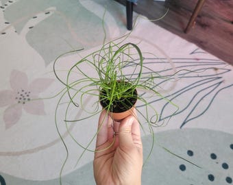 Corkscrew Rush Live Plant: Juncus effusus 'Spiralis' - Houseplant