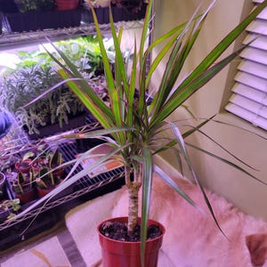 Dracaena Marginata Live Plant | Madagascar Dragon Tree | 4 Inch