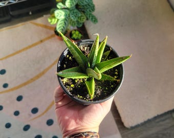 Sansevieria Sp Mecufi Mozambique Medium Size Rare Snake Plant - Etsy