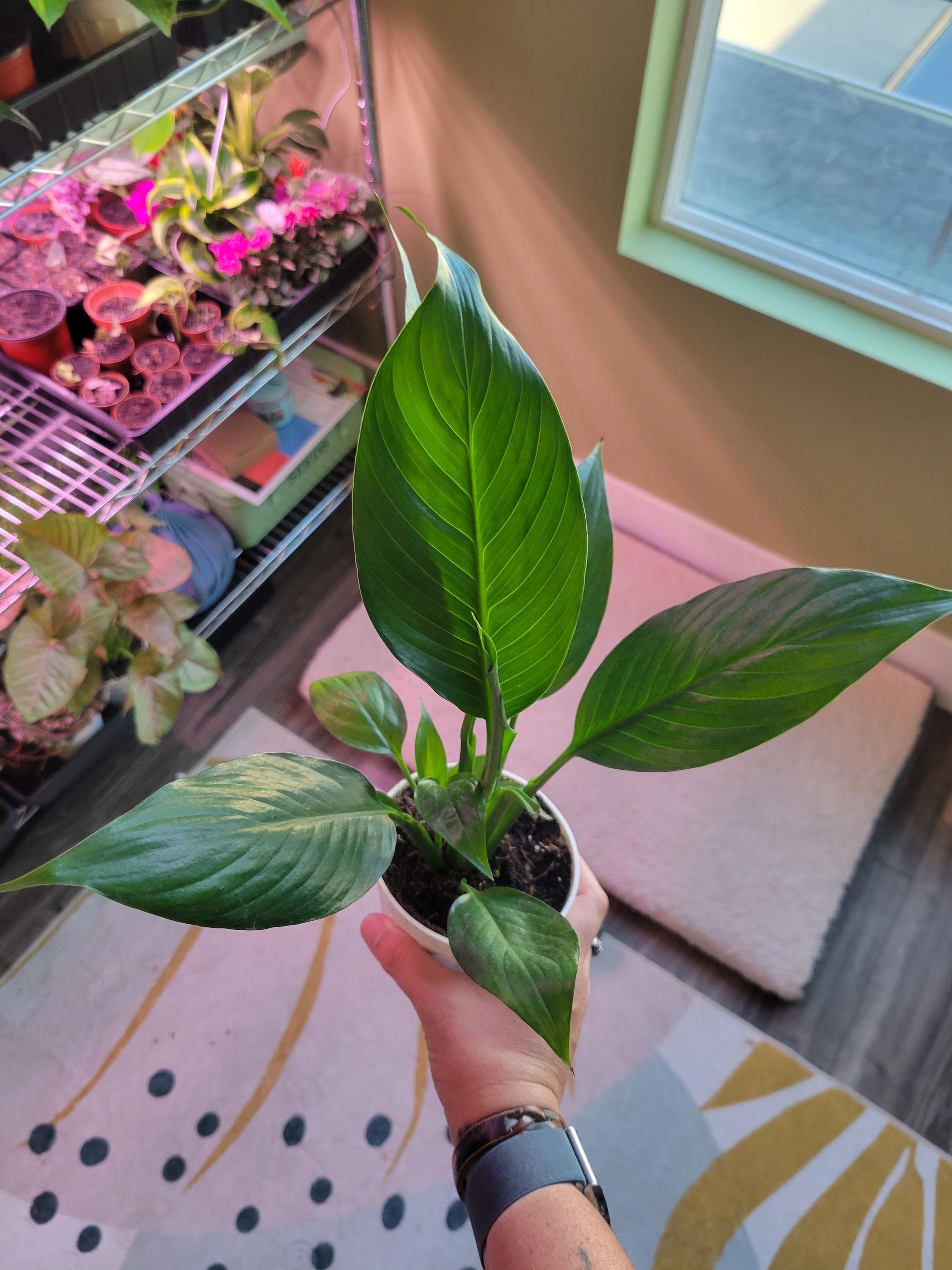 buy a snake plant near me Snake Plant  Buy Low-Maintenance Indoor Plant Online