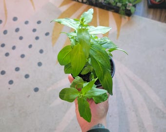 Snapshot Purple Snapdragon | Live Plant | 4 inch | Zones 7-10