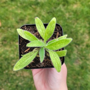 May include: A small, young plant with fuzzy, light green, lance-shaped leaves growing in a square black plastic nursery pot filled with dark potting soil. The plant features a central stem with multiple leaves radiating outward in a rosette pattern.