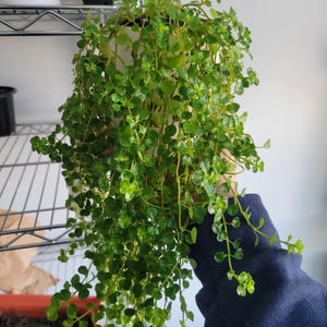 Baby Tears | 3 inch | Pilea Depressa | Live Plant | House Plant | Indoor Plant