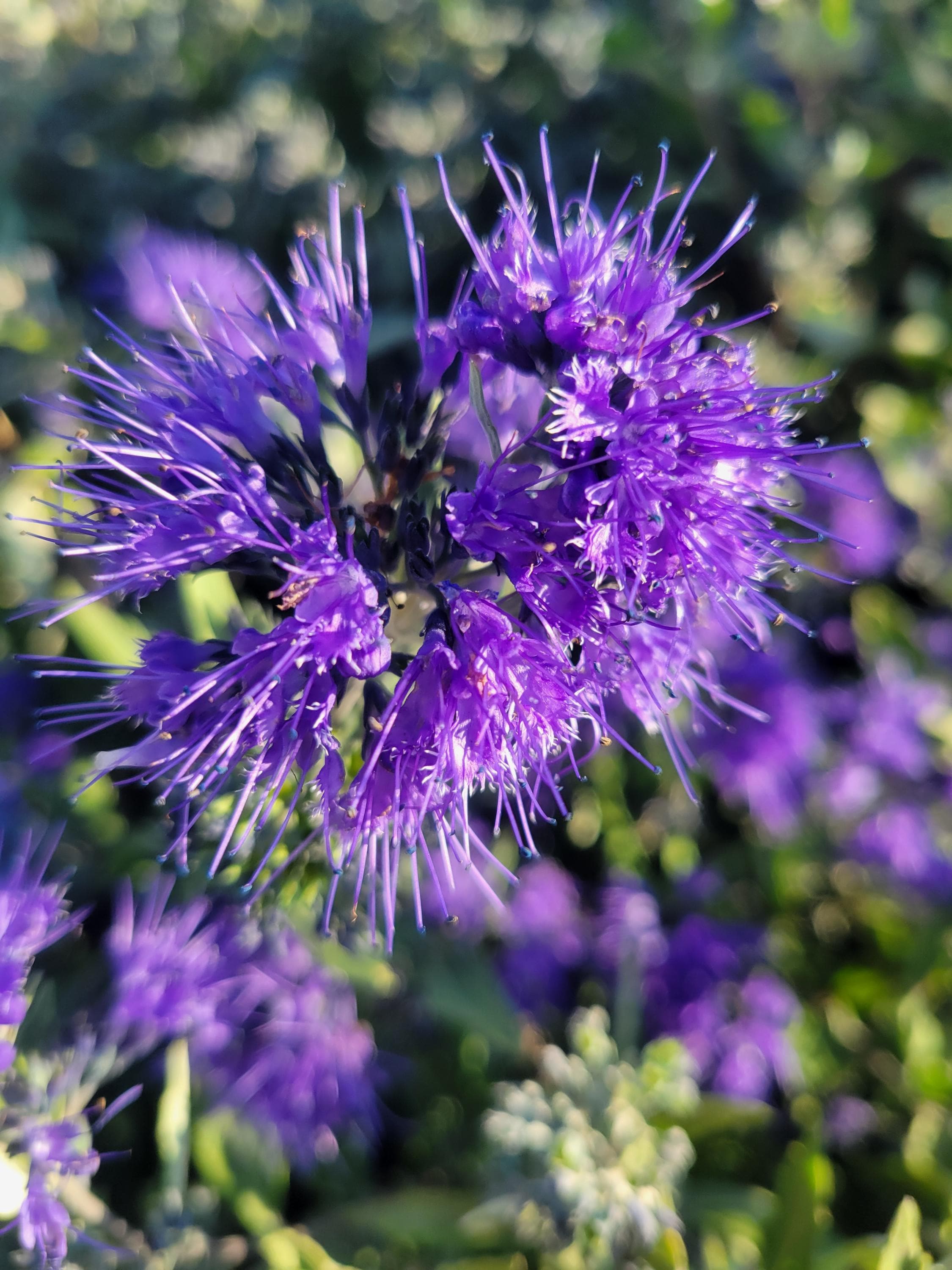 Blue Mist Bluebeard Shrub Seeds | 50 Seeds | Zones 5-9 - Etsy