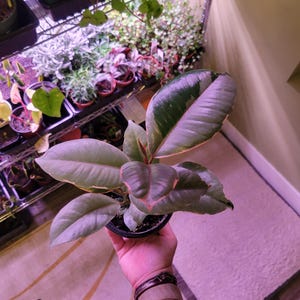 May include: A potted rubber plant with large, oval leaves. The leaves are a mix of green, pink, and cream colors. The plant is held in a black pot. Other plants are visible in the background on a metal shelf.