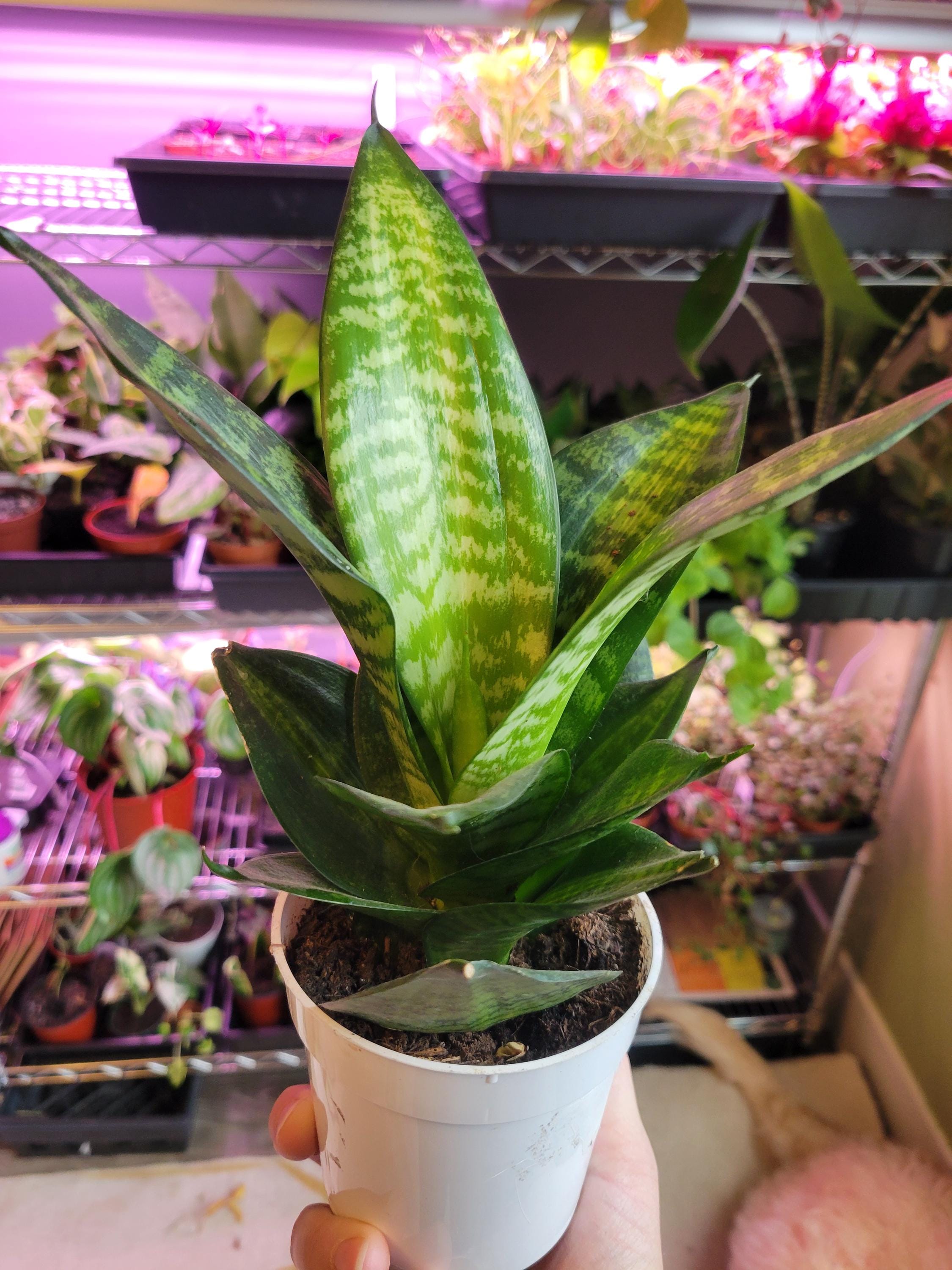 Clearance Plants - Etsy