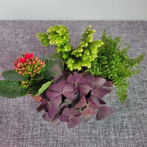 Mystery Plant Box | 2 inch | Set of Four | House Plant | Indoor Plant